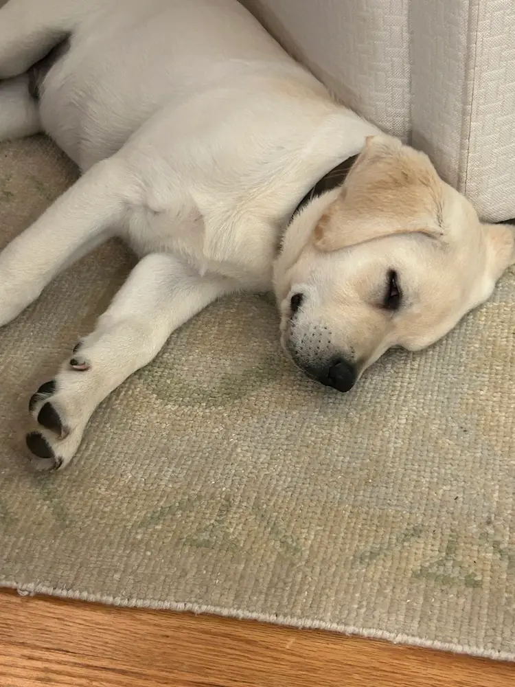 Rise And Shine Jewelry Playtime With Adored 