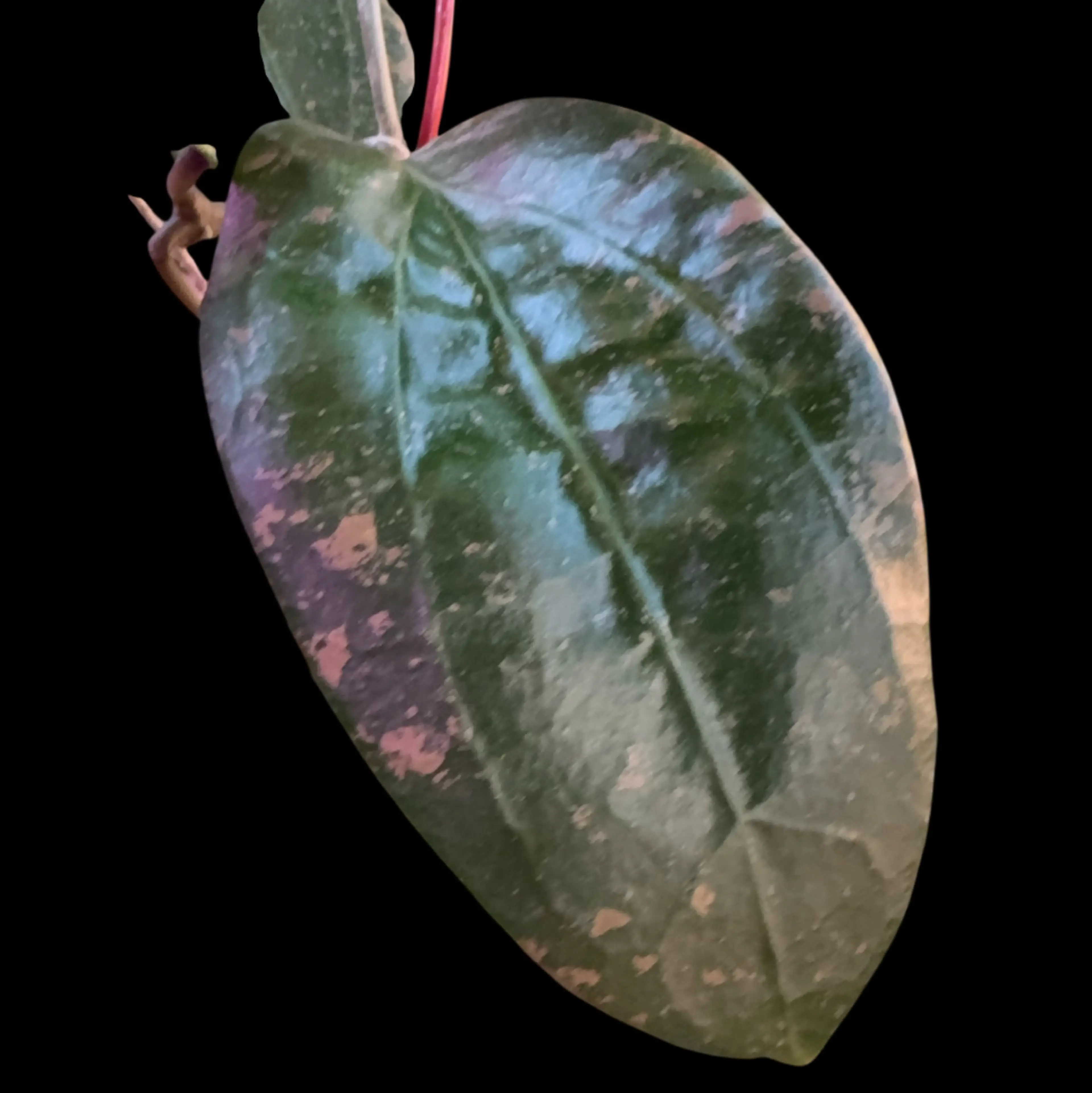Image 2 of 2