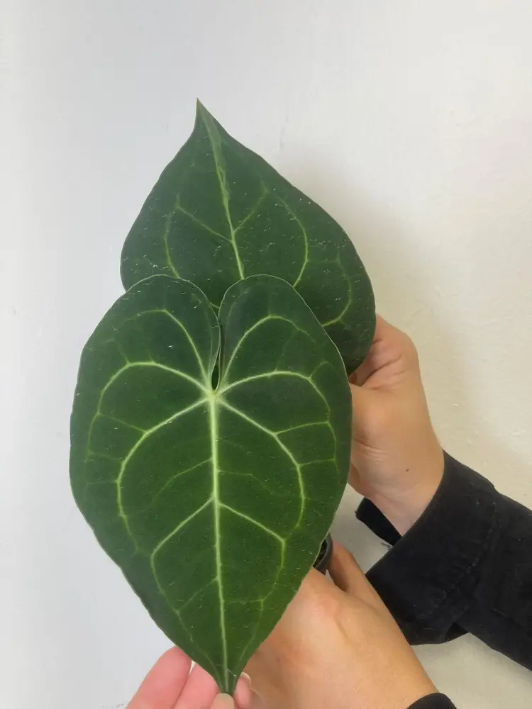 Anthurium clarinervium 4”