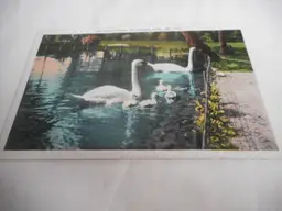 Vintage 1950s Postcard Swan Family Winona Lake IND Unposted