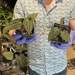 Carlablackiae OG 5 X RA 4 (left)