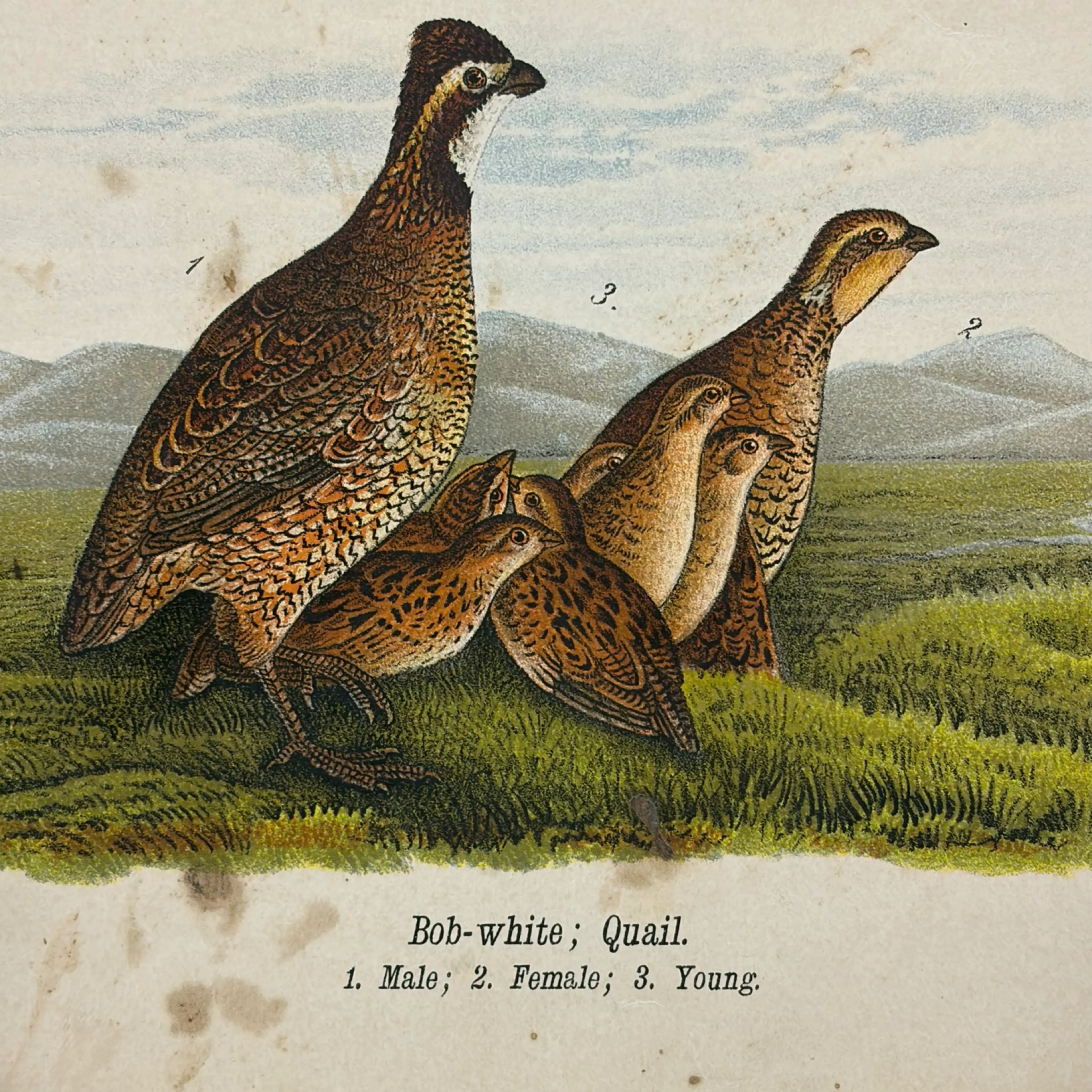 Image 2 of 9