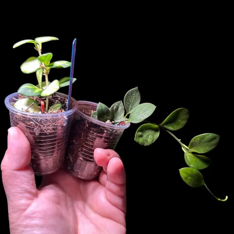 ✨ HOYA BUNDLE ✨ H. Heuschkeliana + H. Collina