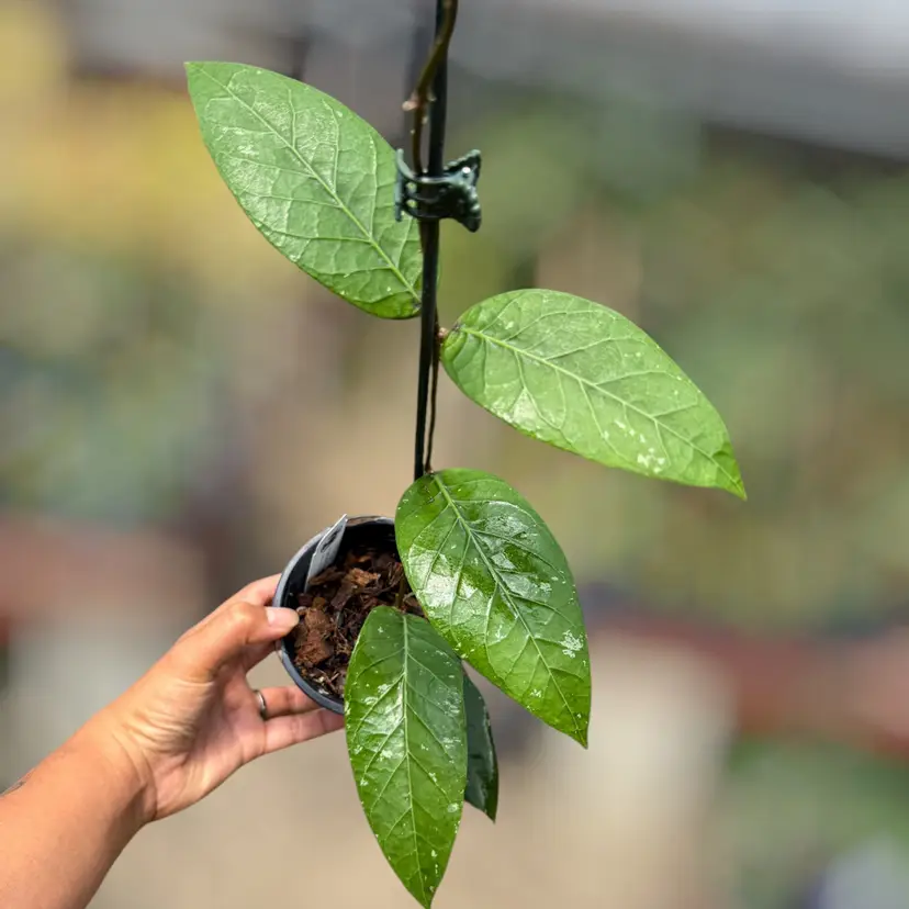 PS0809 - Hoya sp. (Gunung Kelam)