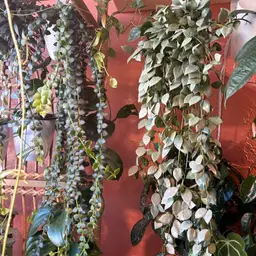 Shop (Not Shop) Small Leaf Cuttings Box