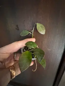 Hoya sipitangensis rooted cutting
