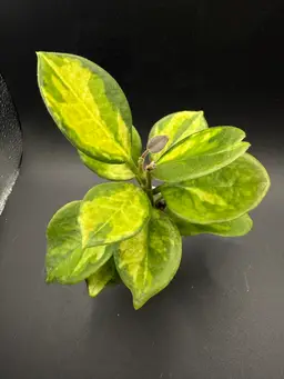 Hoya Australis ‘Aleksandra’