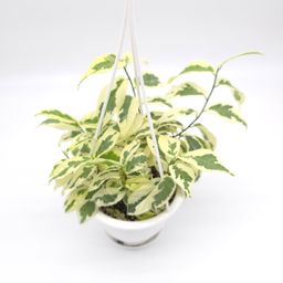 Ficus sagittata variegata 4.5 inch hanging basket 868