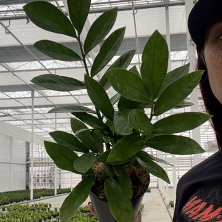 Zz Plant