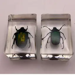 #01 LBB Two Iridescent Beetles Bugs in Lucite 1.75” x 1”