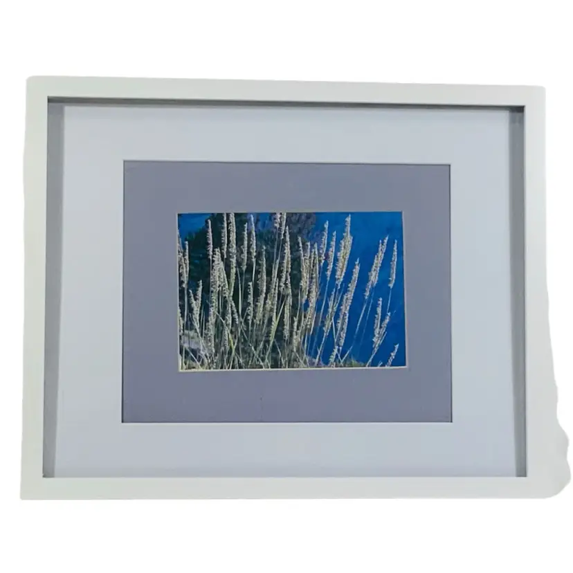 Vintage Original Art Photography Of Chloe R Young “Grasses“