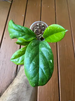 Hoya RHM937 (AH733 X Rigida epc605)