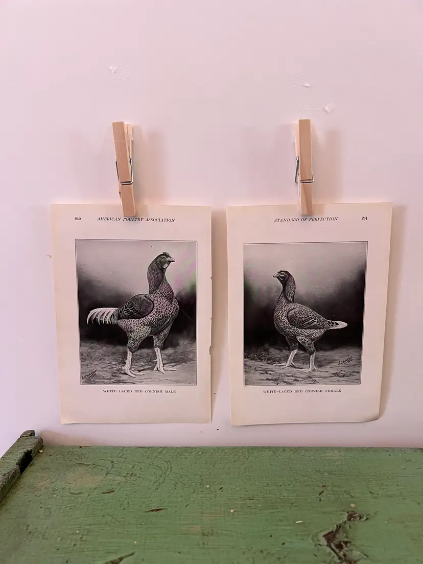 Vintage CHICKEN PRINTS White Laced Red Cornish Rooster & Hen. c1912. Farm House Ephemera