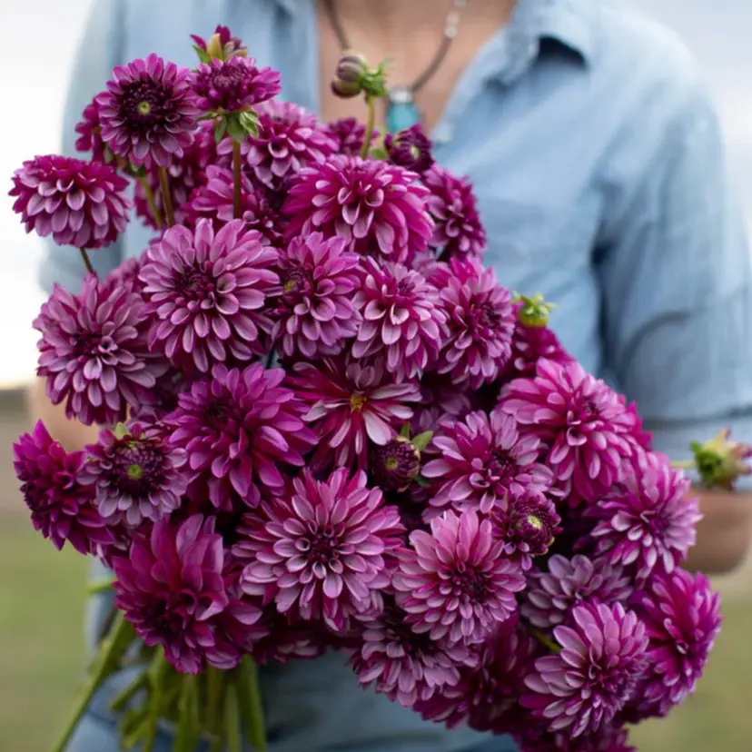 Hugs N Kisses Dahlia flower seeds