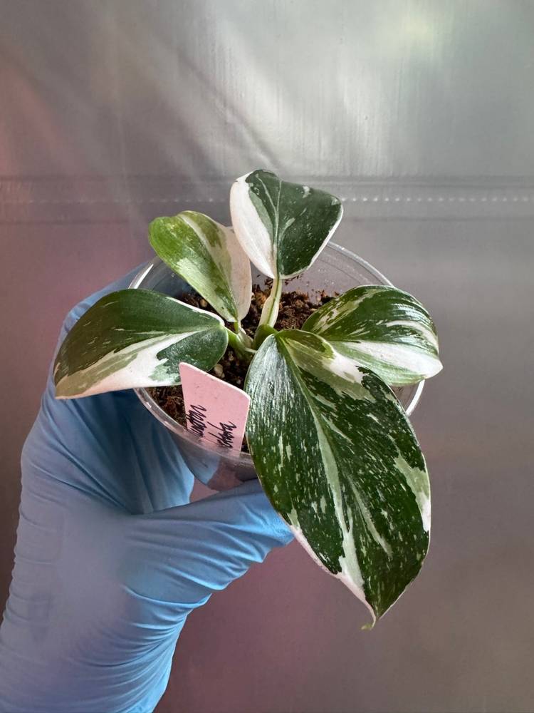 1014 | 3.5” Philodendron Punctata