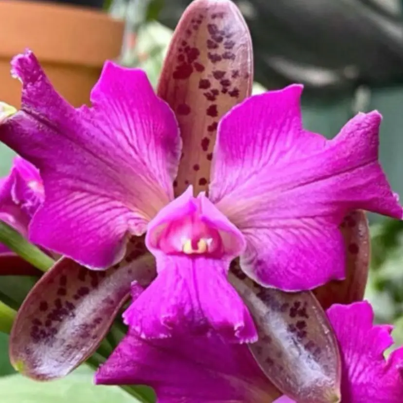 Cattleya leopoldii peloric ‘Francisco’