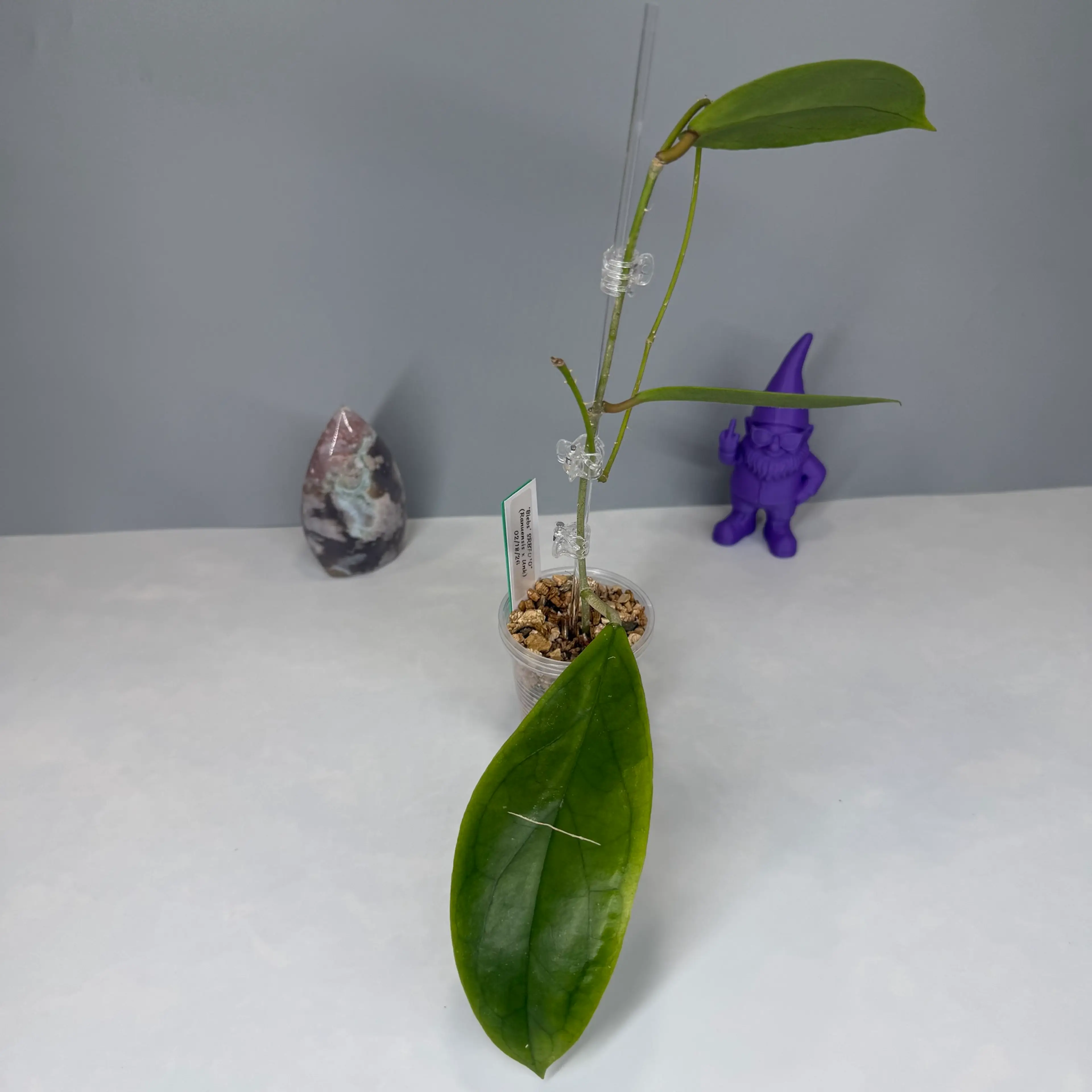 Image 2 of 6