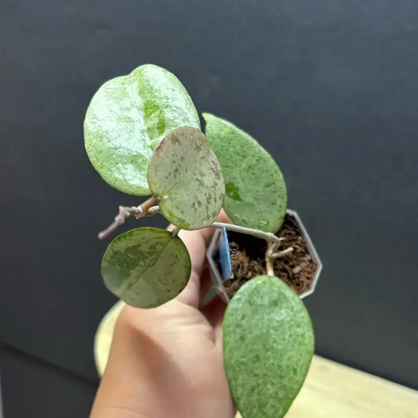 287 Hoya KSB 08 silver