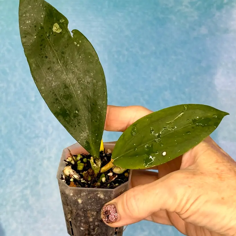 63 Hoya AI 01 (sp. Gunung Pete)