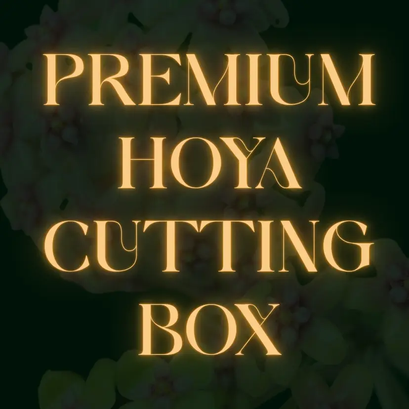 UPT Premium Hoya Cutting Box