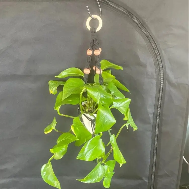 Handmade Macrame Plant Hanger (Plant Not Included)
