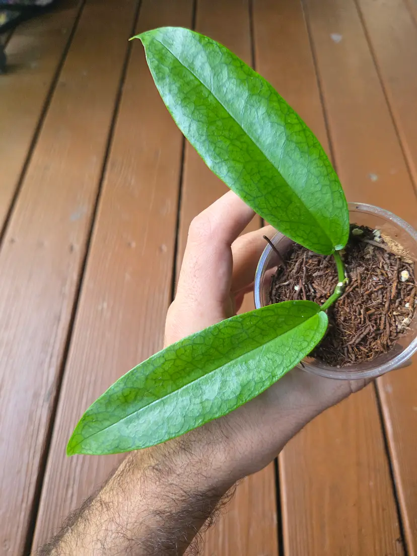 Hoya Onychoides DA-03