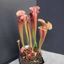 Sarracenia 'Reptilian Rose'