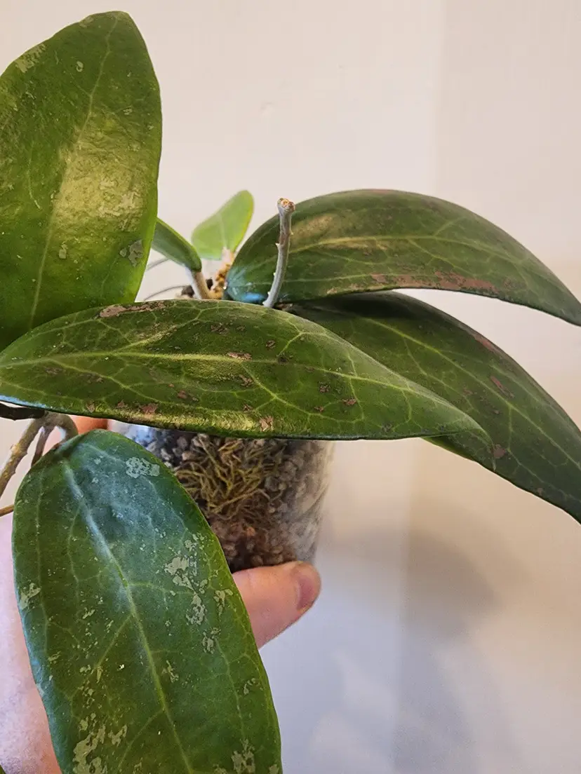 Livestream thumbnail