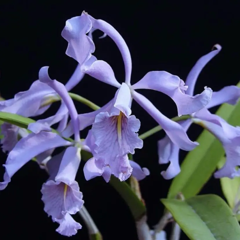 Cattleya maxima coerulea 'Blue Sea'