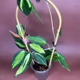 Hoya Latifolia’Pot of Gold’