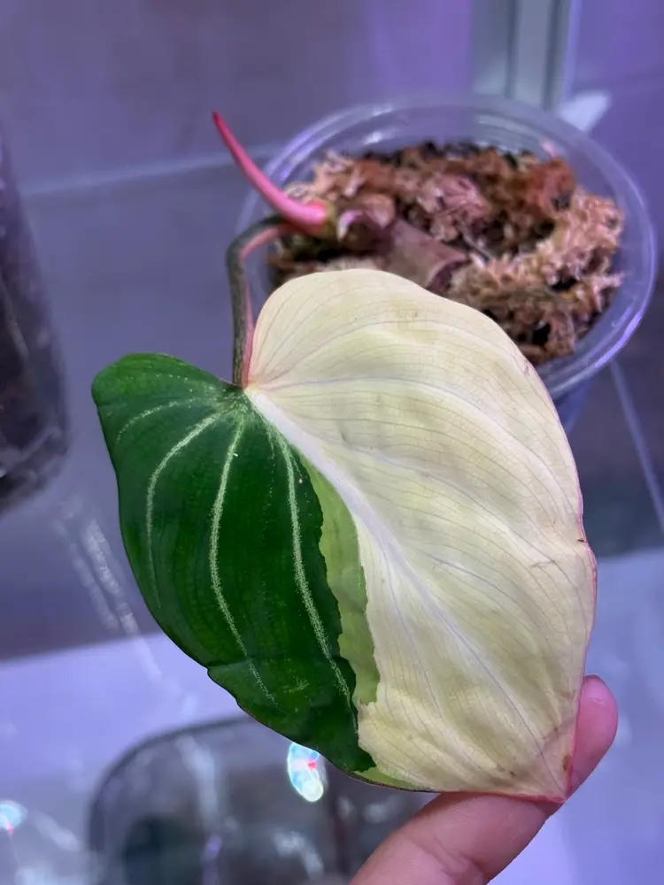 SATURDAY NIGHT LIVE! 