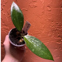 999 Hoya ‘Candi Crush (RHM 2053)