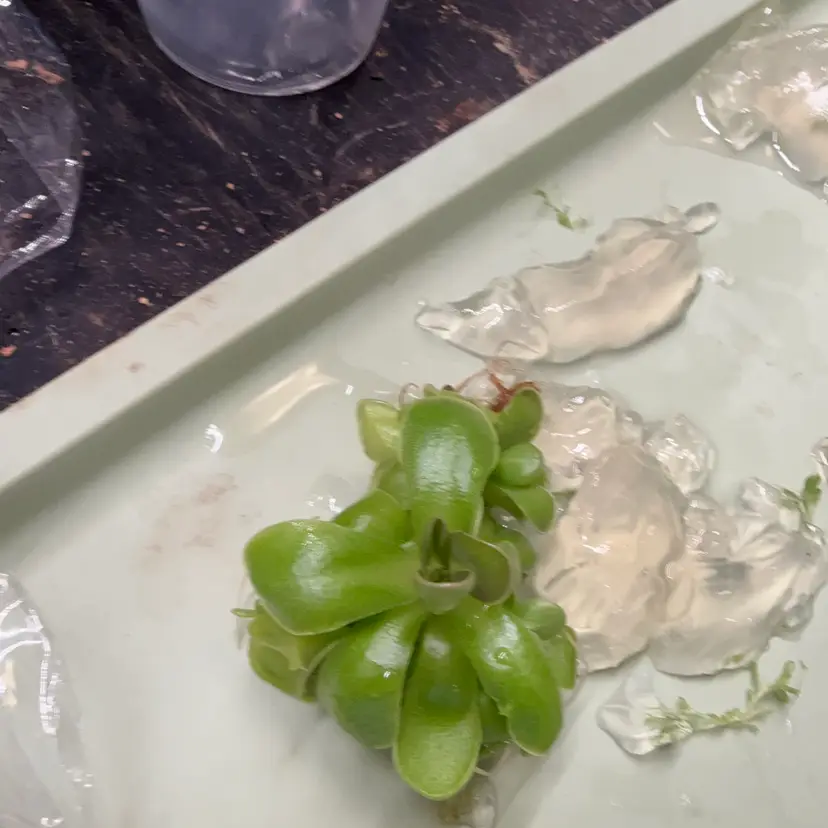 Ehl x Meso - Tissue Culture Small