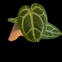 S34 Anthurium Dorayaki Silver