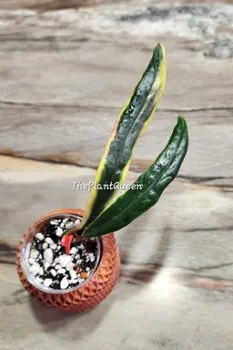 Hoya sulawesiana (outer-variegated)