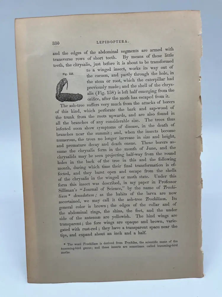 329 - Original Woodblock Print Book Page, 1862, Insects