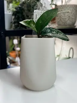 Matte Bone White - 3D Printed Cover Pot - 2.25” x 2.75”