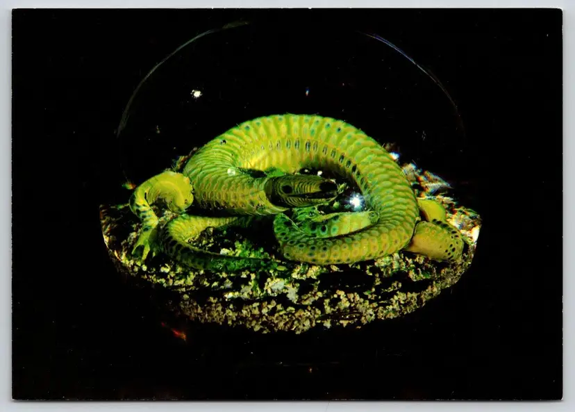 Postcard Salamander Paperweight Corning Museum of Glass Corning New York