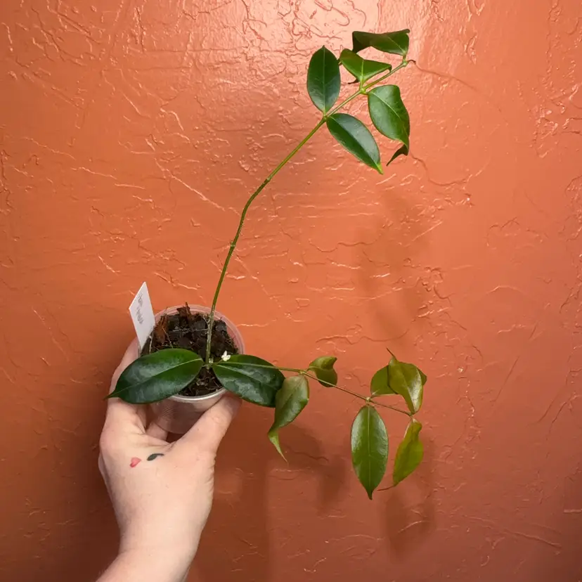 Hoya medusa