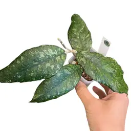 13. Previously Vitellinoides