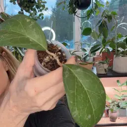 214 verticillata Wayang