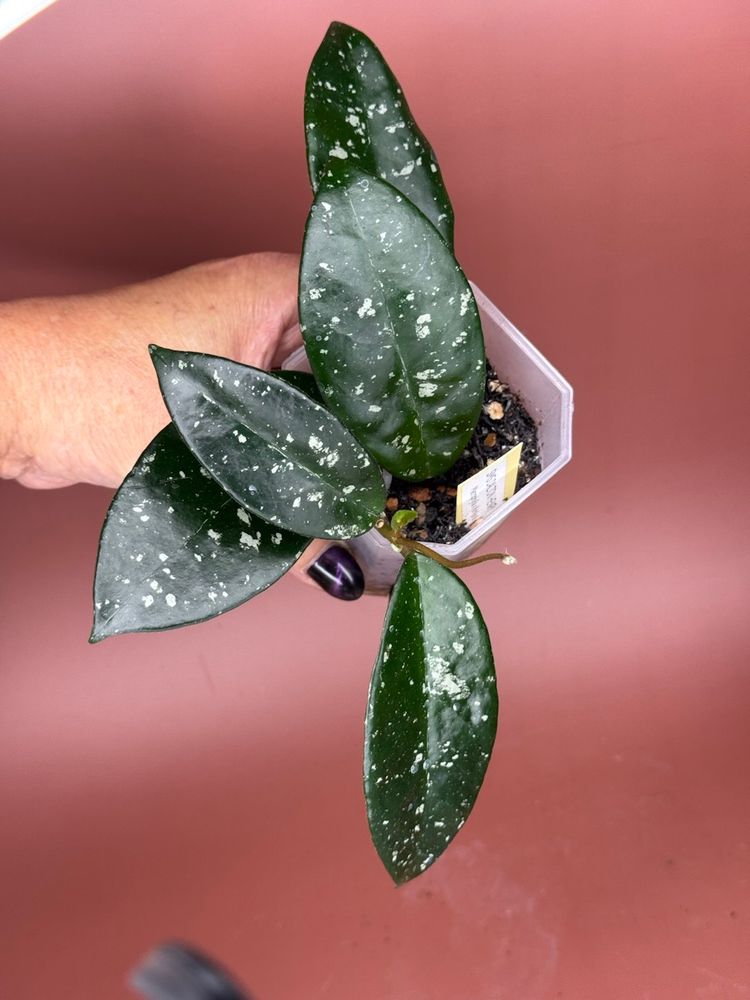 #3637 Hoya sms Dalton Henry 
(Macrophylla x Krinkle 8)