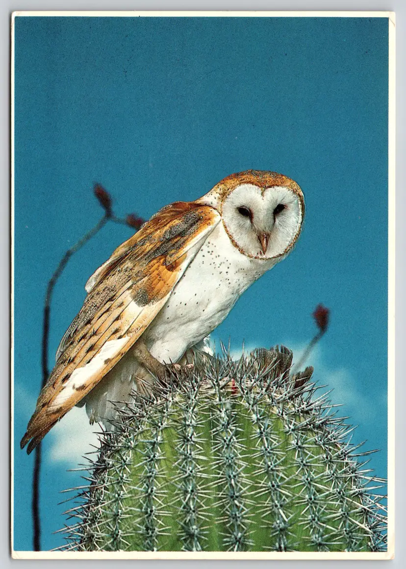 Postcard Barn Owl Perched on Cactus Tyto alba Birds Ornithology - 9724