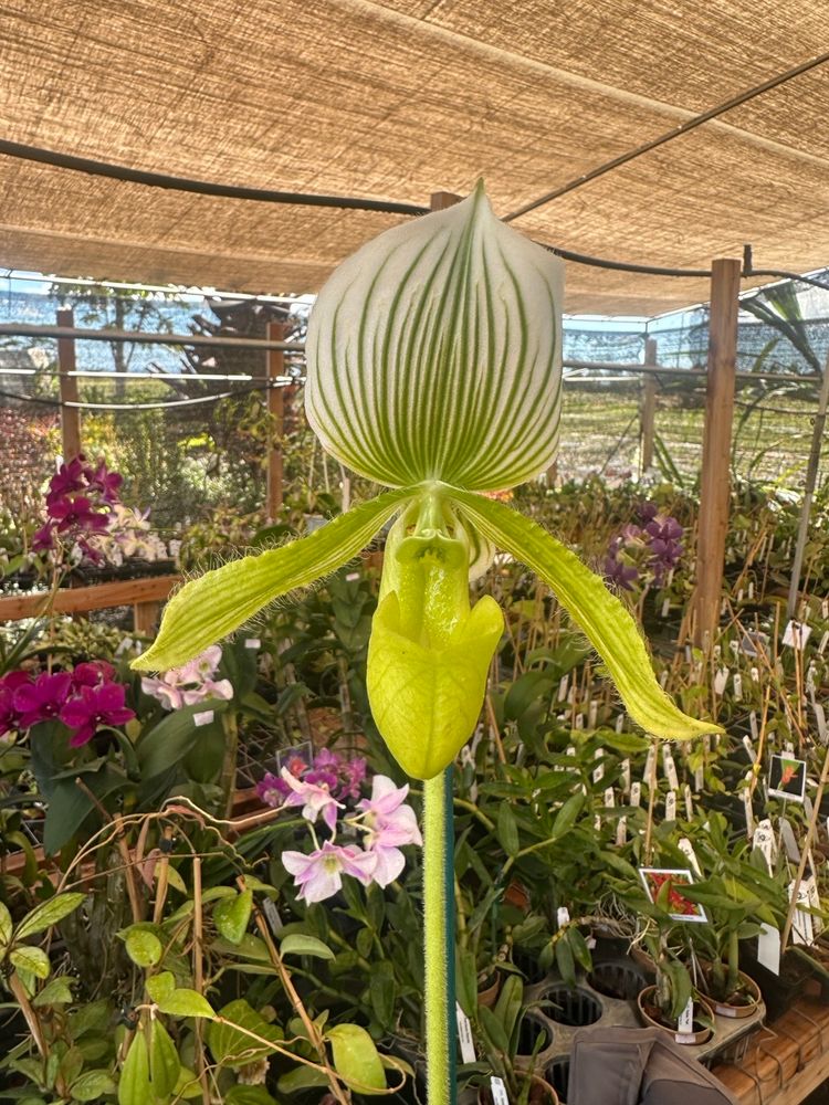 Spooky Paphiopedilum Mystery Box