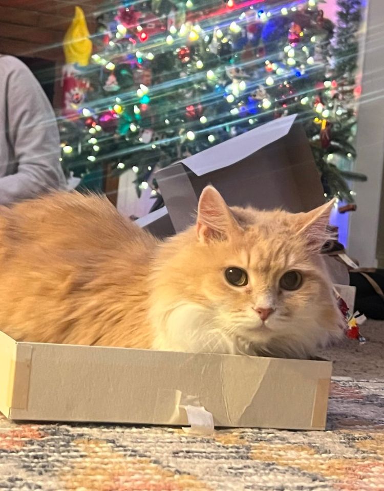 Christmas Ornament Pop Up $1 Starts