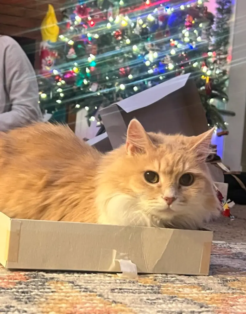 Livestream thumbnail