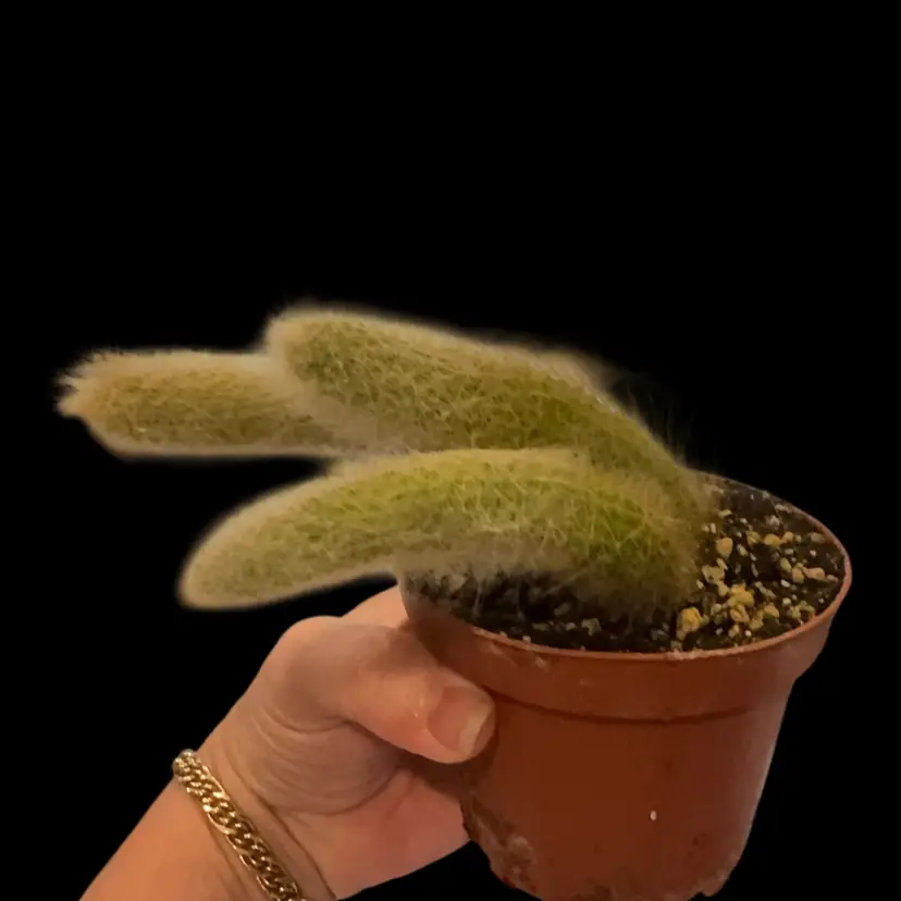 Monkey Tail Pup Cup