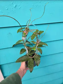 Hoya ABL010-04 (SR2007-13 sp Loei Province x unknown )