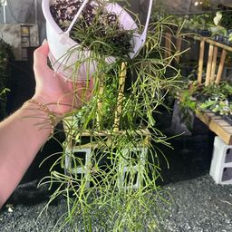 Hoya Retusa
