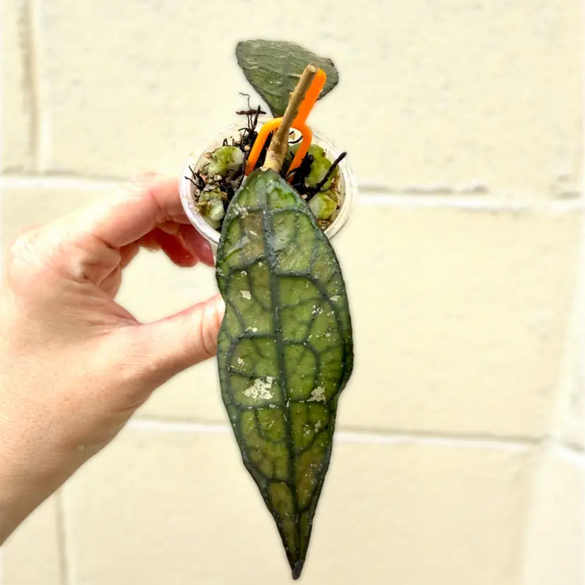 Hoya clemensiorum red